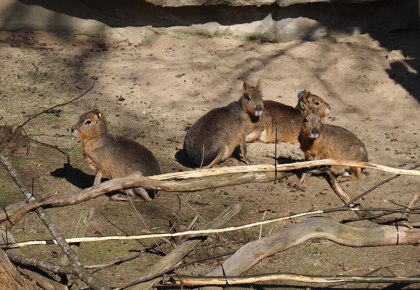 Patagonian maras (Dolichotis patagonum), 2025-03-16