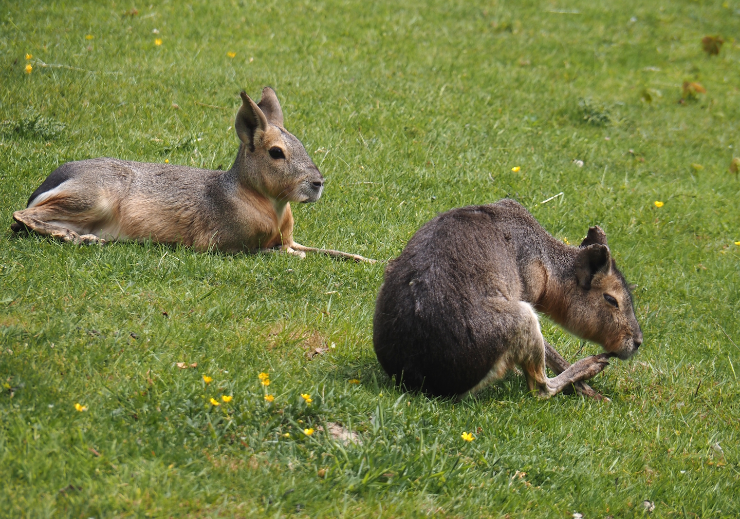Patagonian maras (Dolichotis patagonum), 2025-05-22