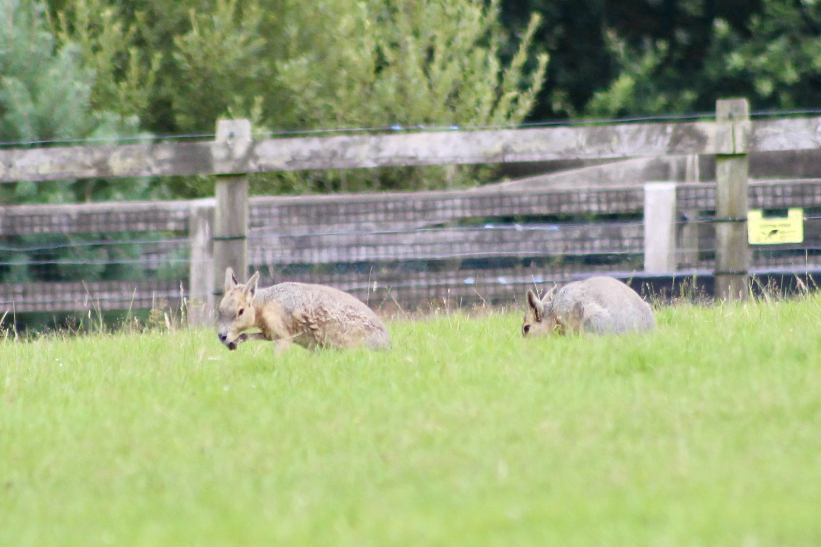 Patagonian maras (Dolichotis patagonum) - 27/7/2025