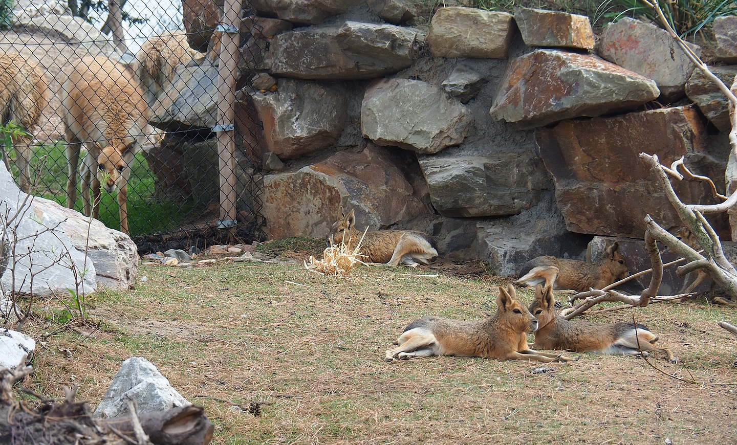 Patagonian maras (Dolichotis patagonum) and Vicuña (Vicugna vicugna), 2022-08-28