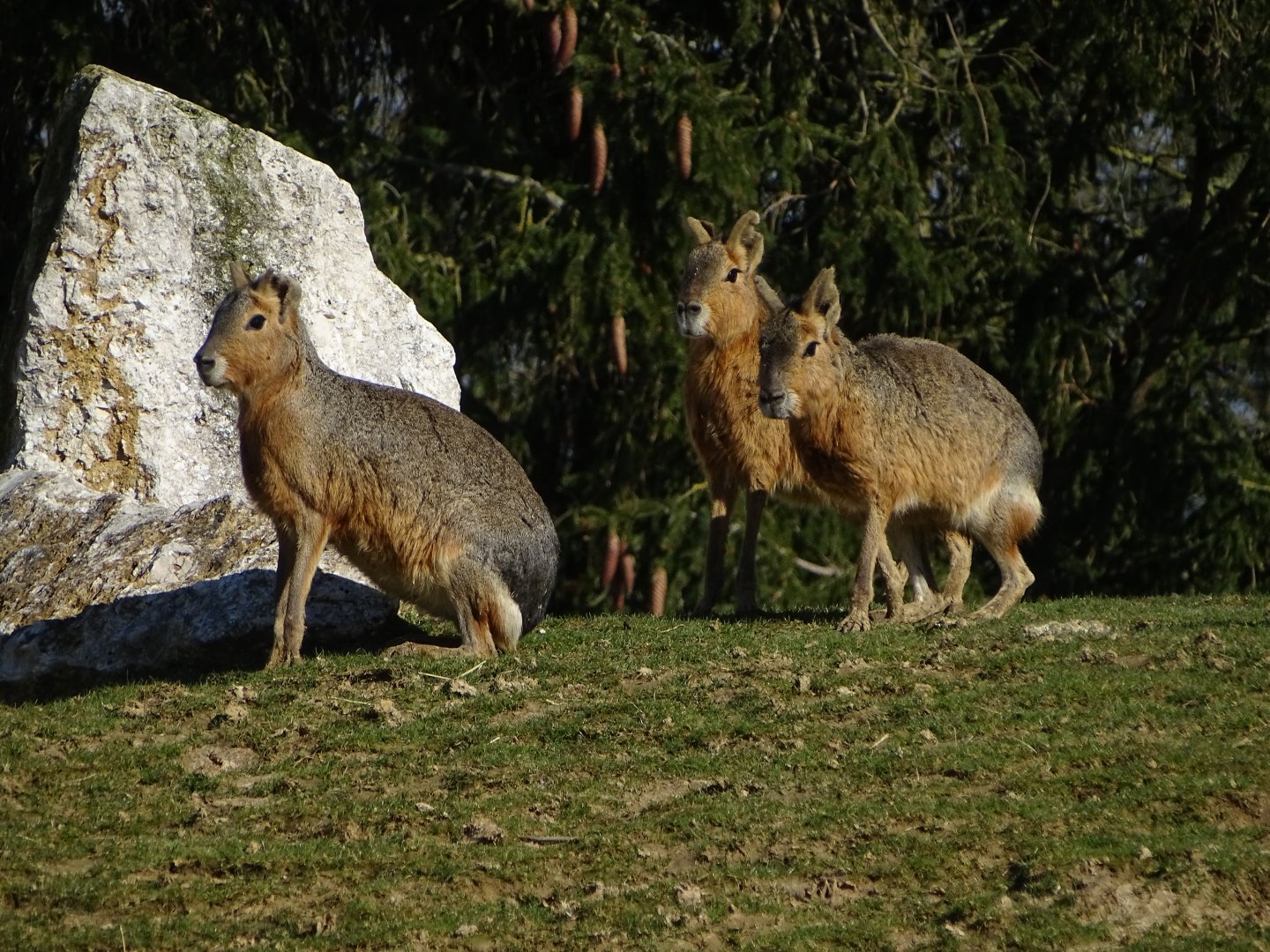 Patagonian maras (Dolichotis patagonum)