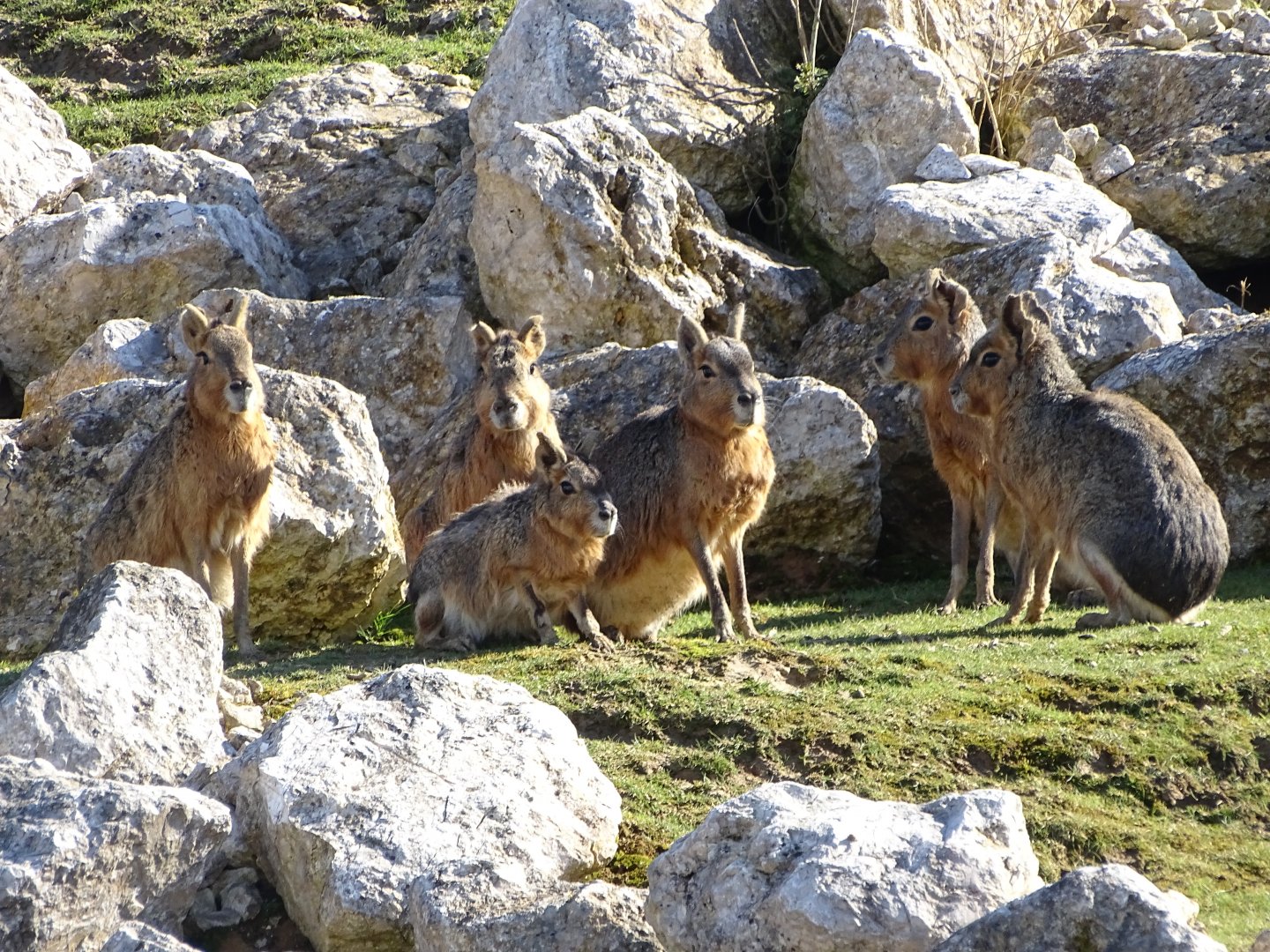 Patagonian maras (Dolichotis patagonum)