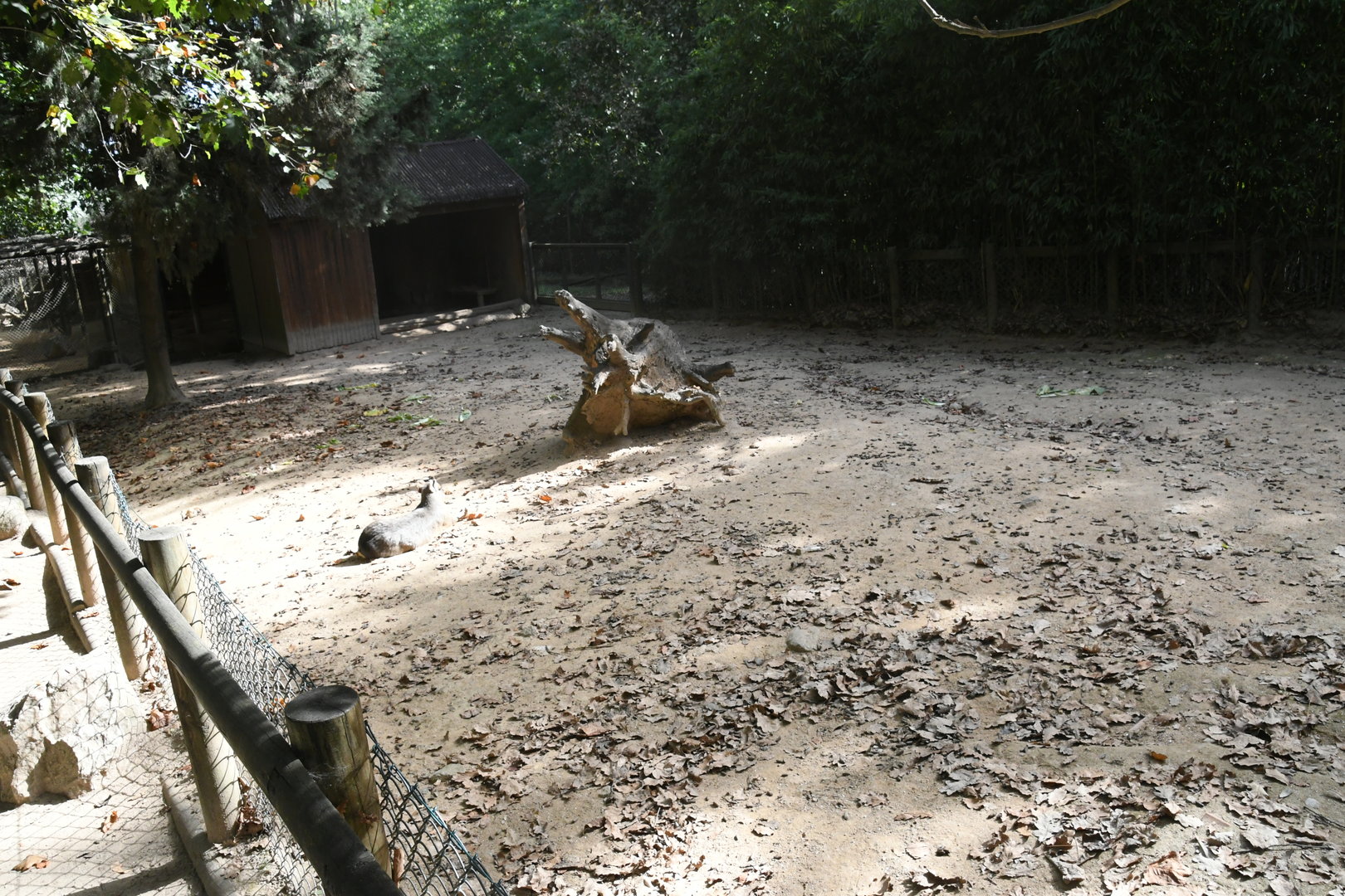 Patagonian Maras exhibit