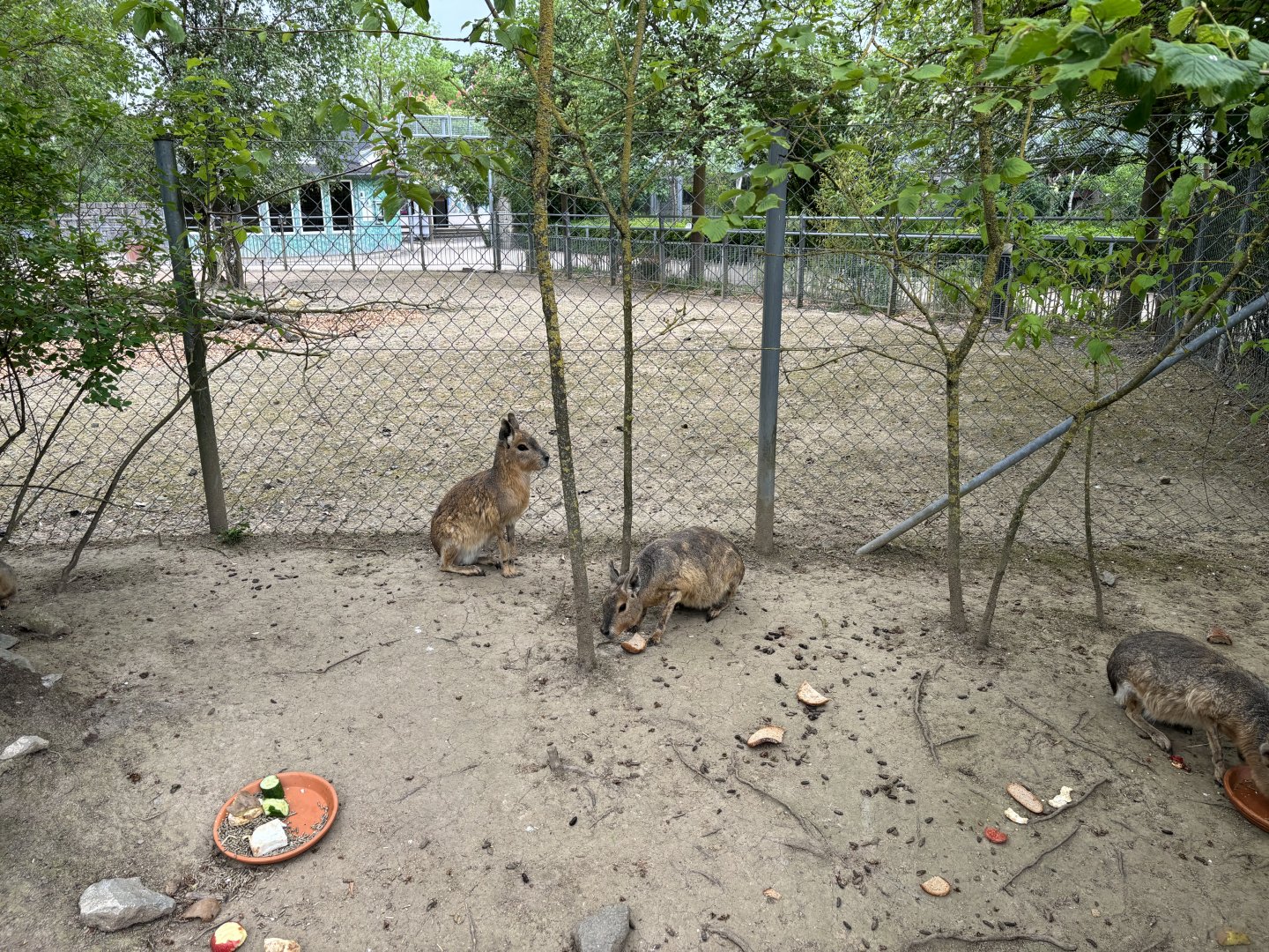 Patagonian Maras in Retreat at