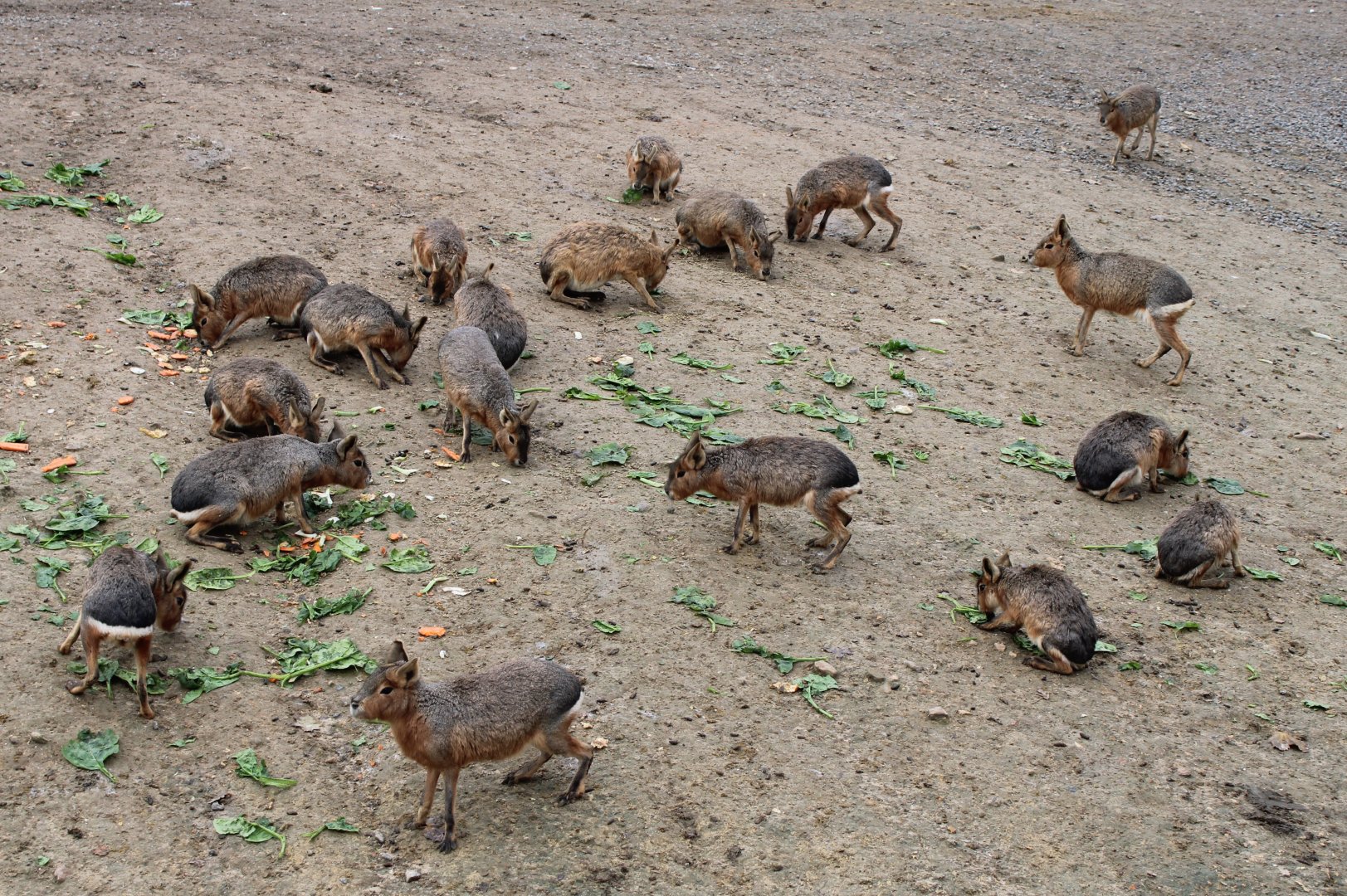 Patagonian maras ( loads of )