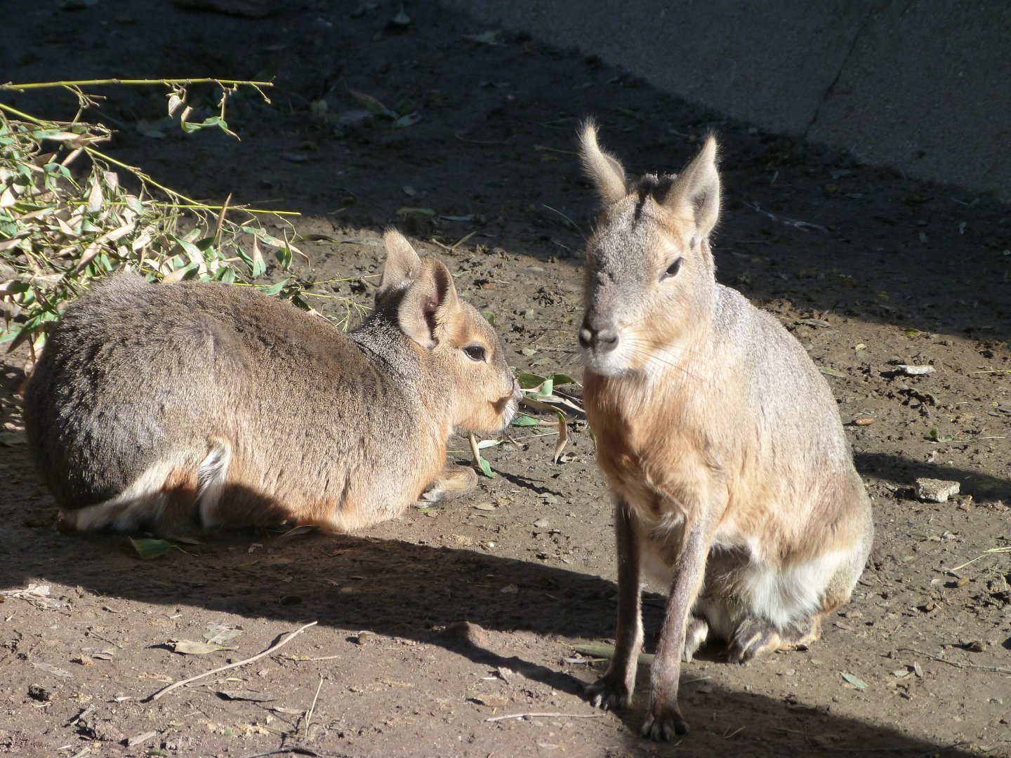 Patagonian maras -Zoo Aquarium de Madrid (2025)