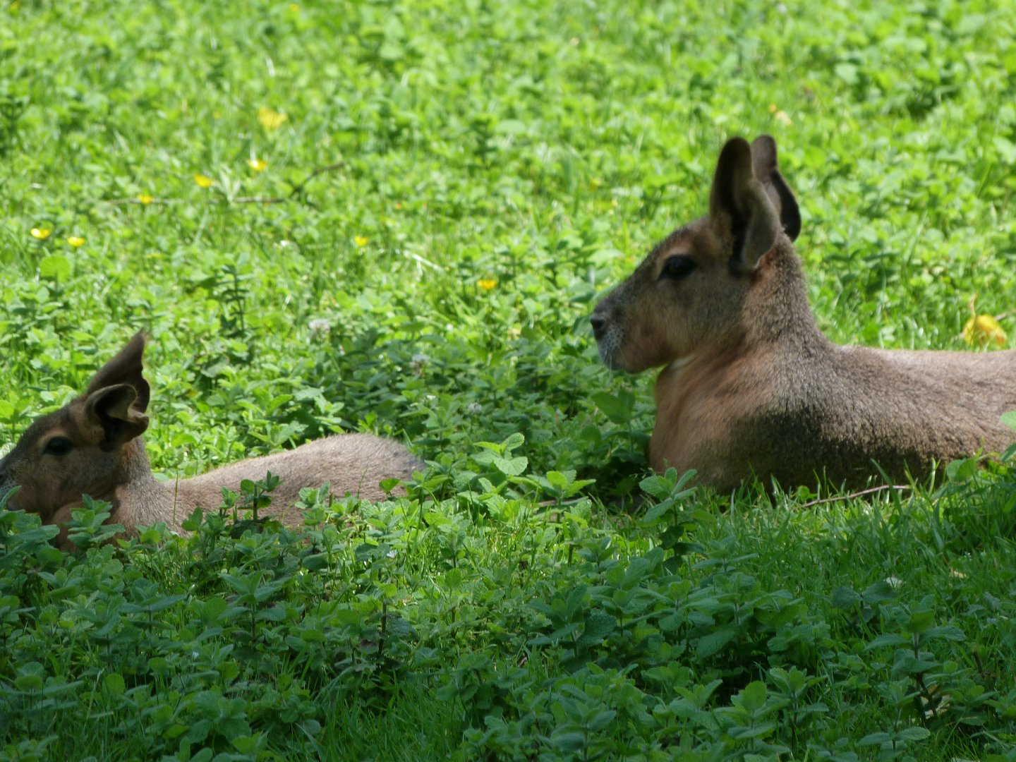 Patagonian maras -Zoo d'Asson (2025)