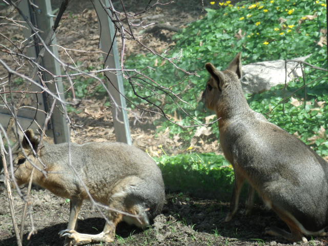 Patagonian Maras