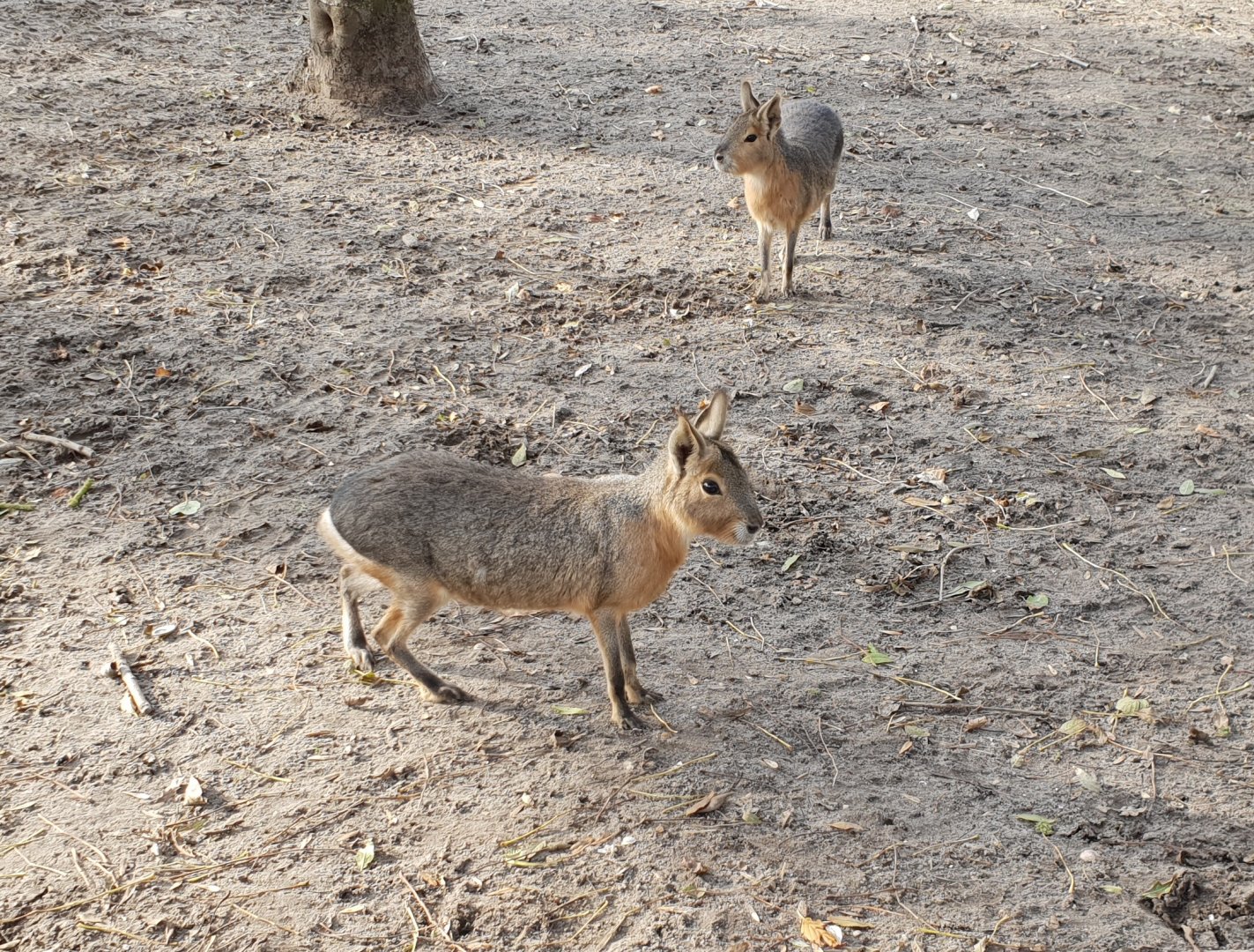 Patagonian maras