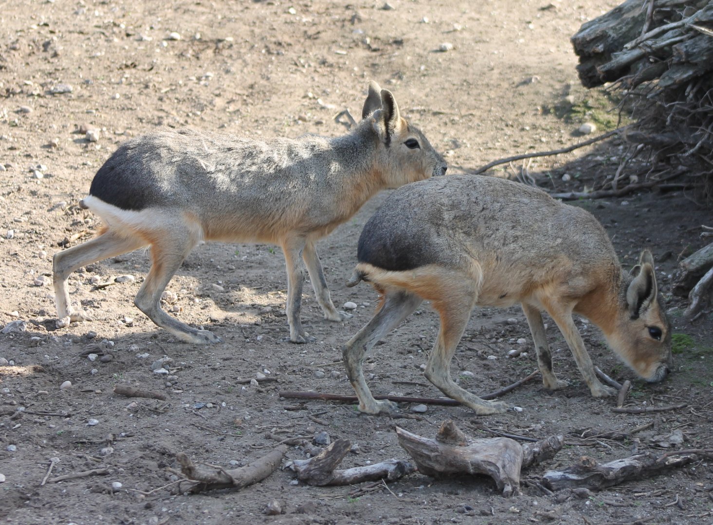 Patagonian maras