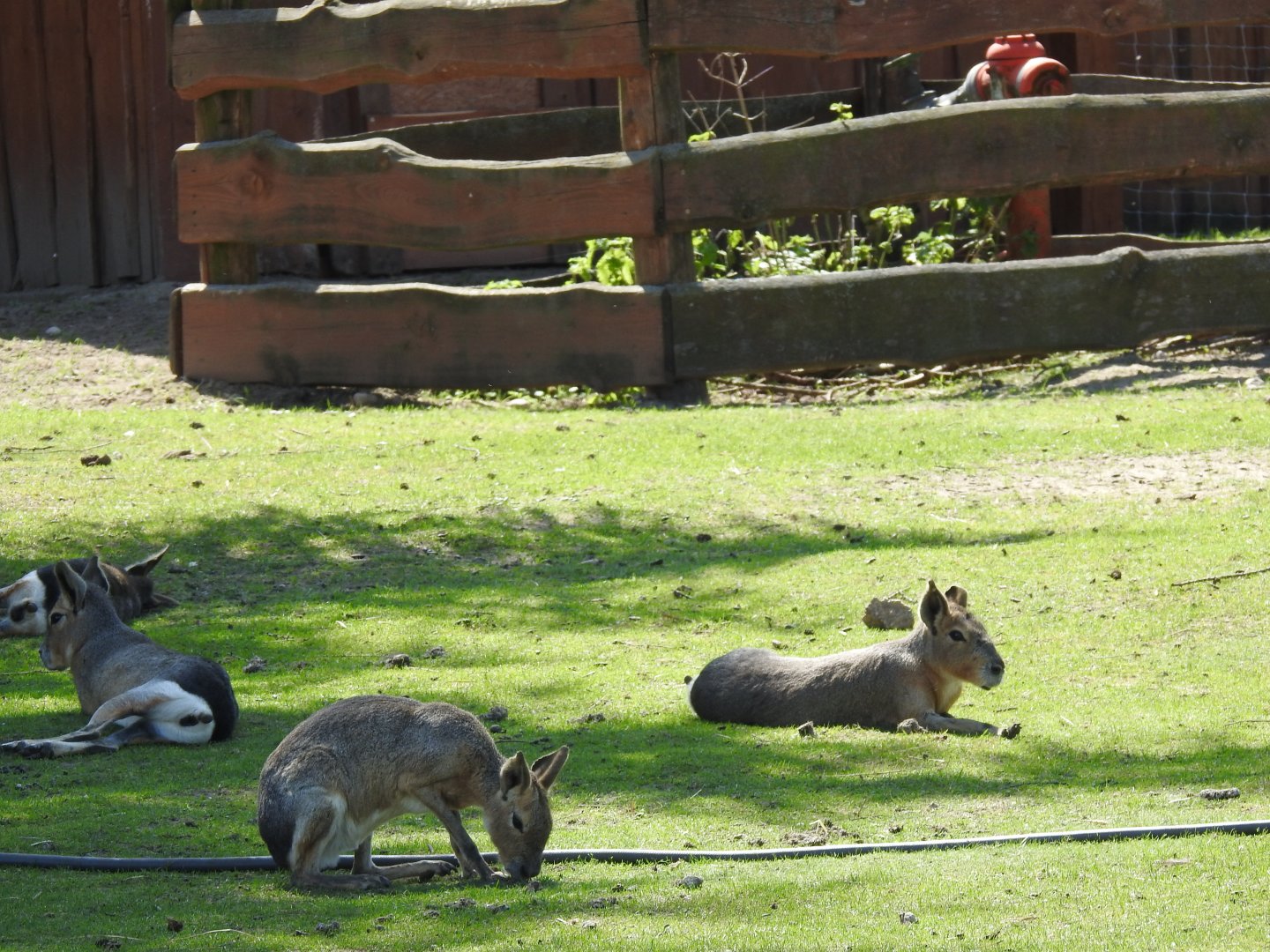Patagonian maras