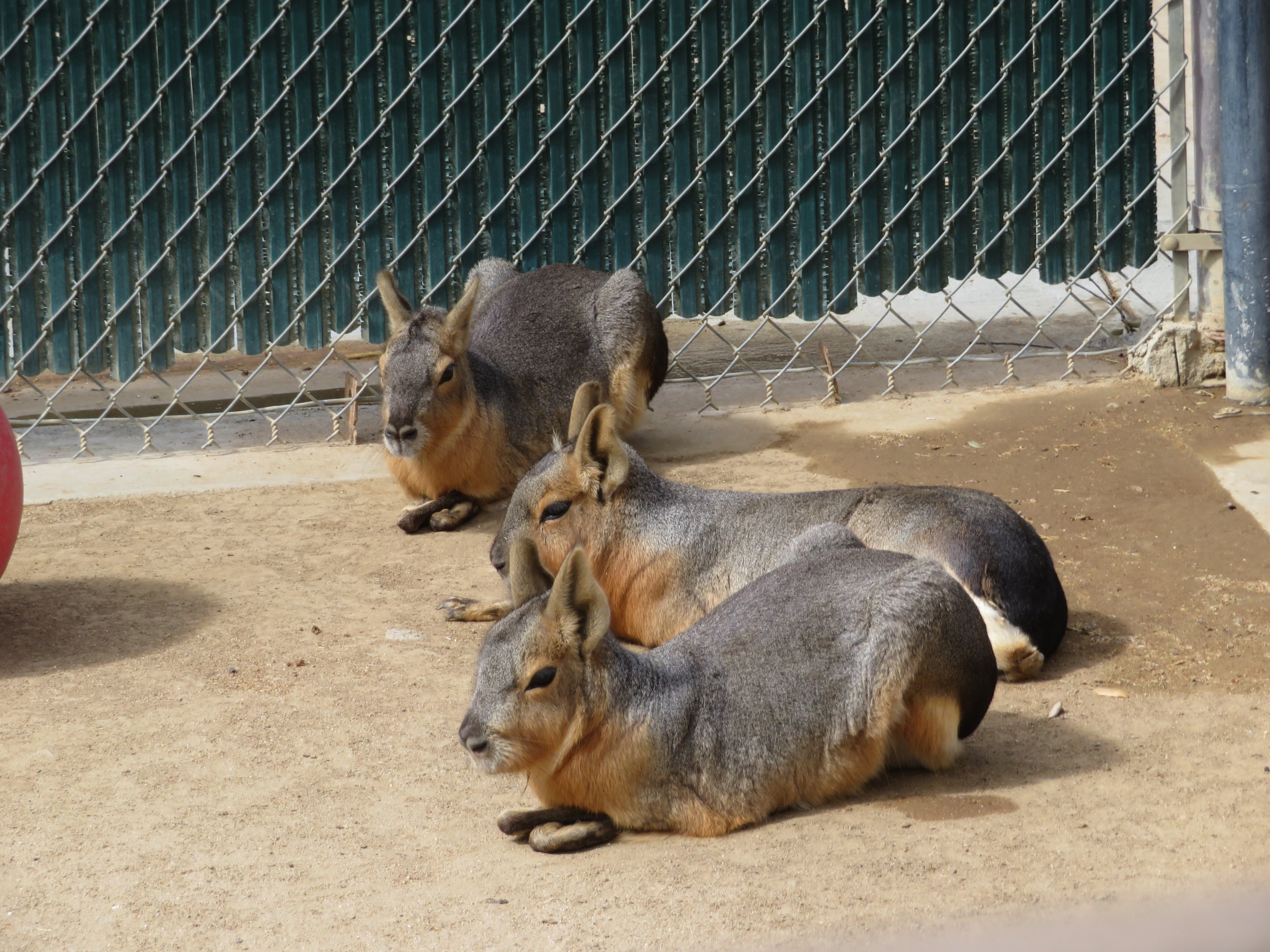 Patagonian Maras