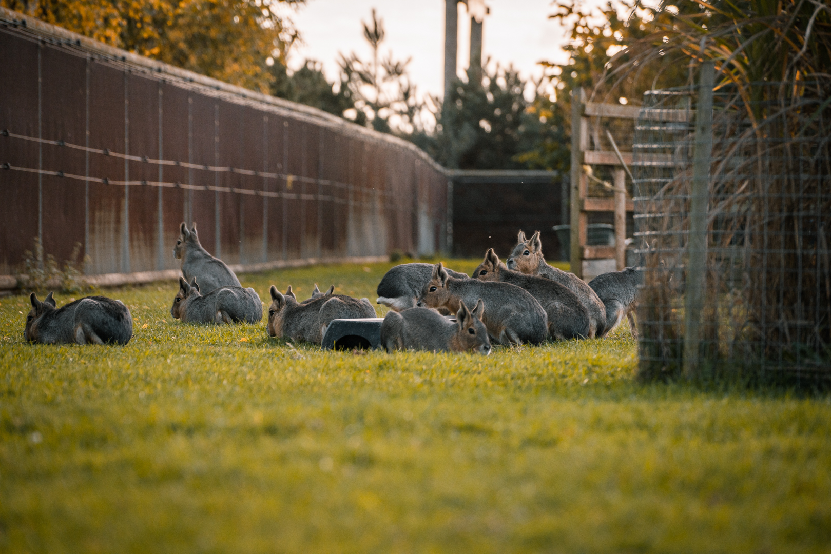 Patagonian Maras