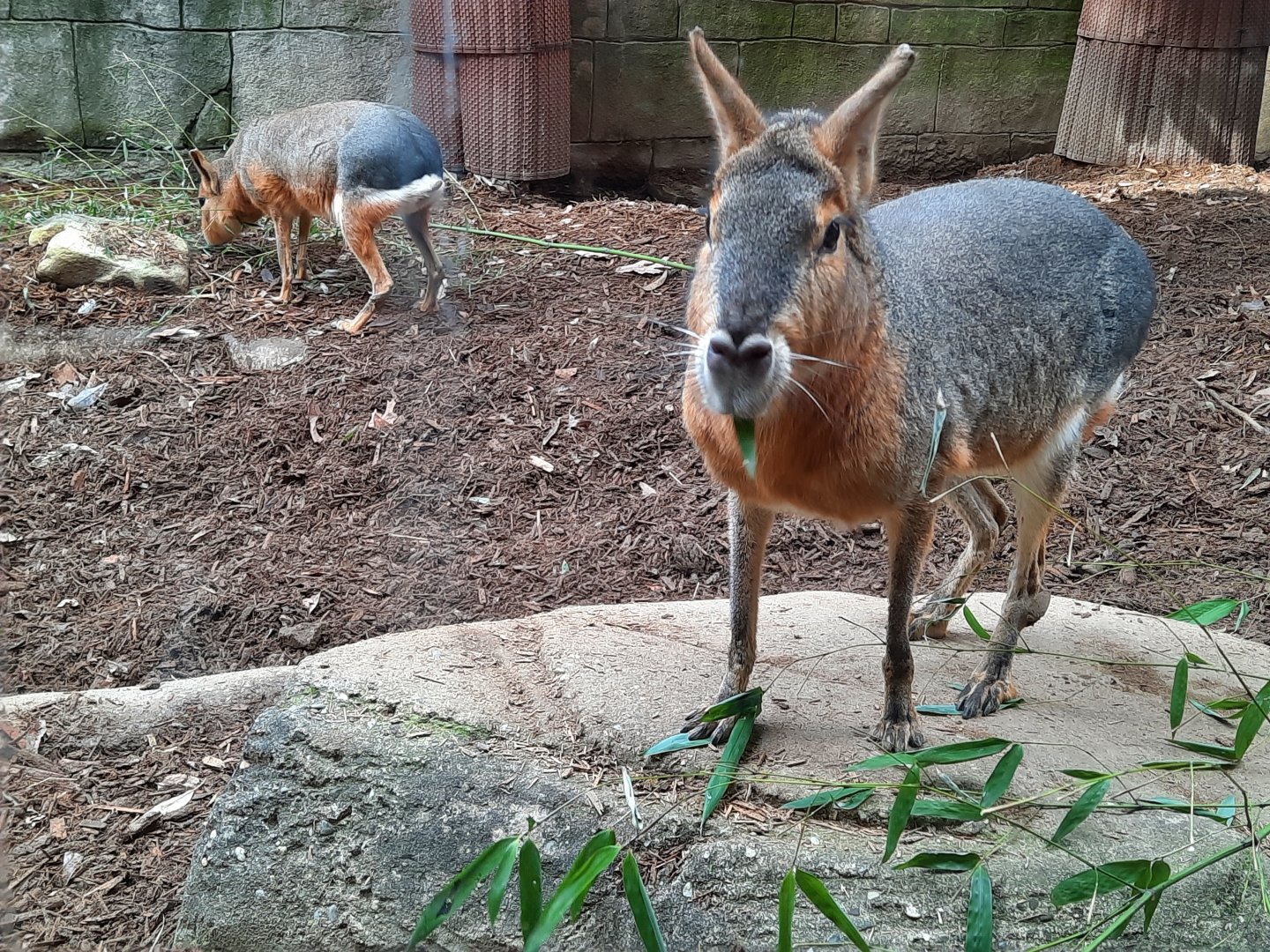 Patagonian Maras