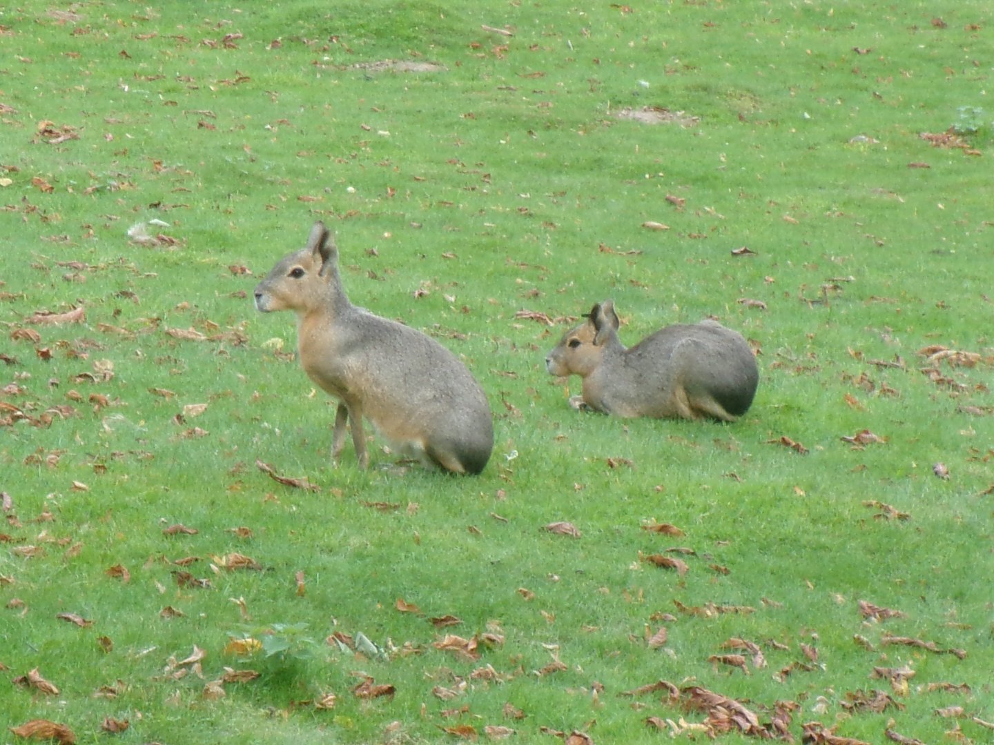 Patagonian maras
