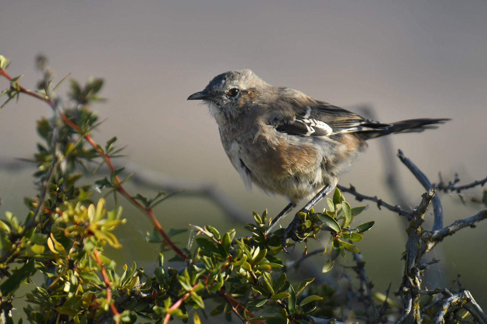 Patagonian Mockingbird Mimus patagonicus