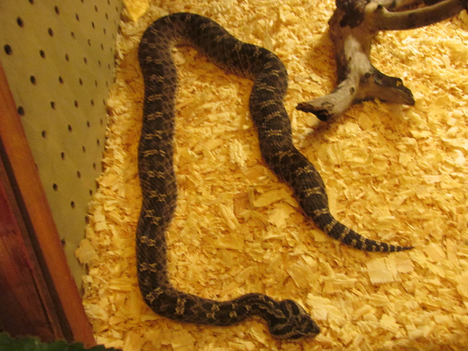 patagonian pit viper serpentario mendoza