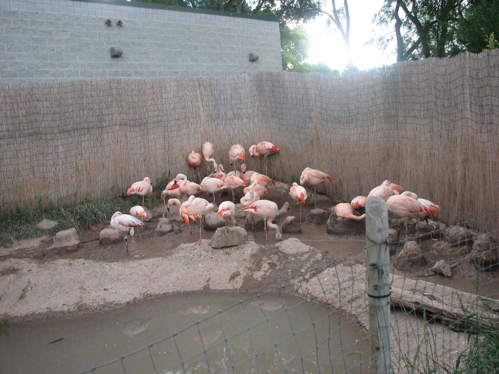 Patagonian Realm - Chilean Flamingo