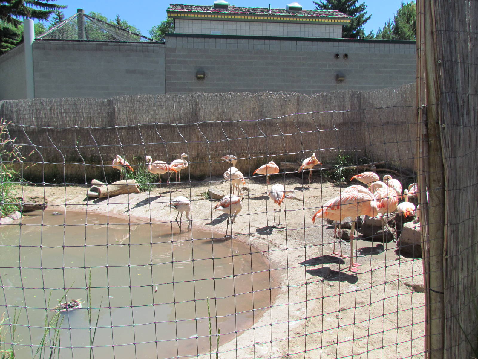 Patagonian Realm - Flamingo, Spoonbill and Whistling-duck Exhibit