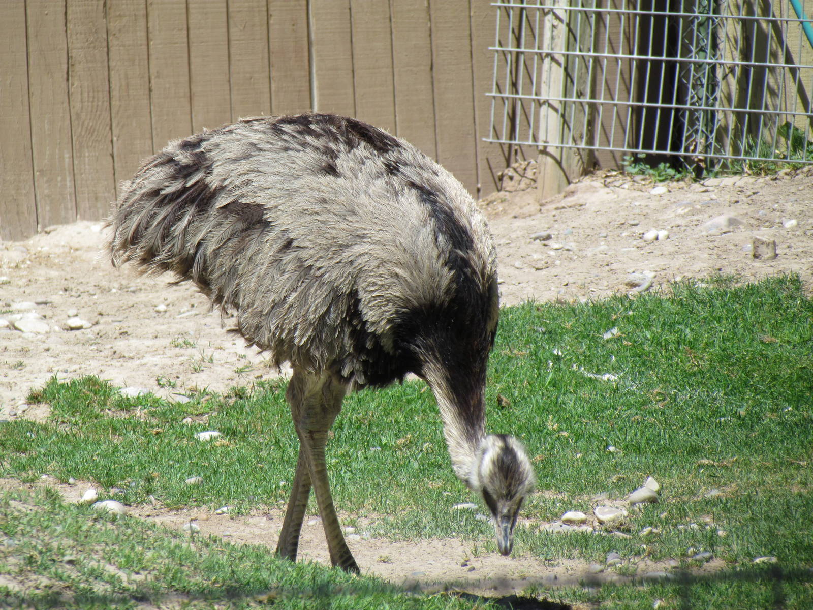Patagonian Realm - Greater Rhea