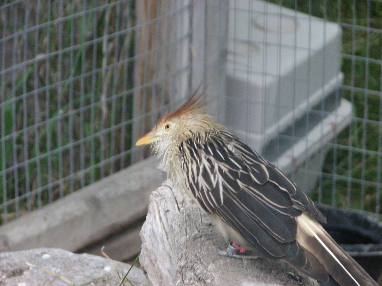 Patagonian Realm - Guira Cuckoo