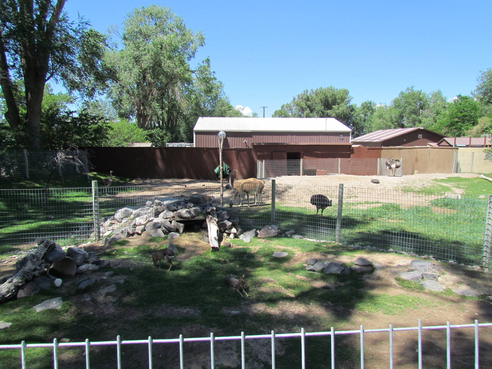 Patagonian Realm - Patagonian Mara (foreground) and Guanaco/Greater Rhea (b