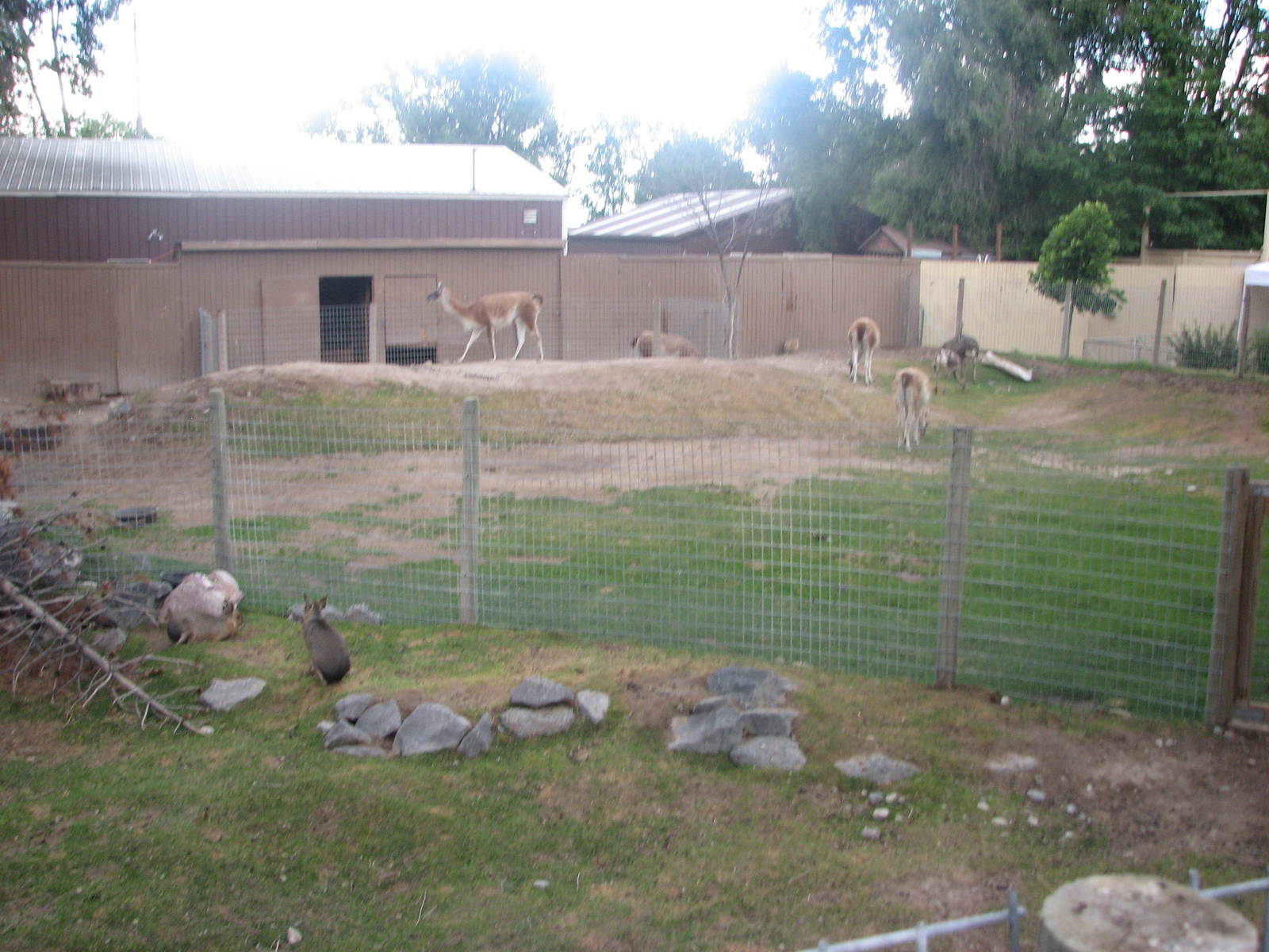 Patagonian Realm - Patagonian Mara, Guanaco, Greater Rhea