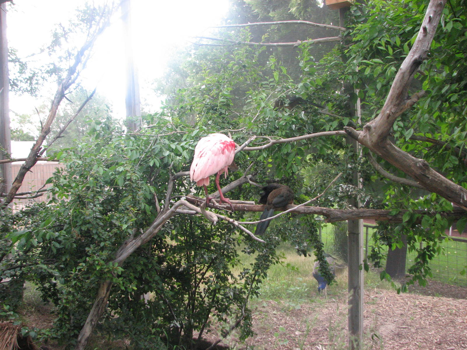 Patagonian Realm - Roseate Spoonbill, Chaco Chachalaca