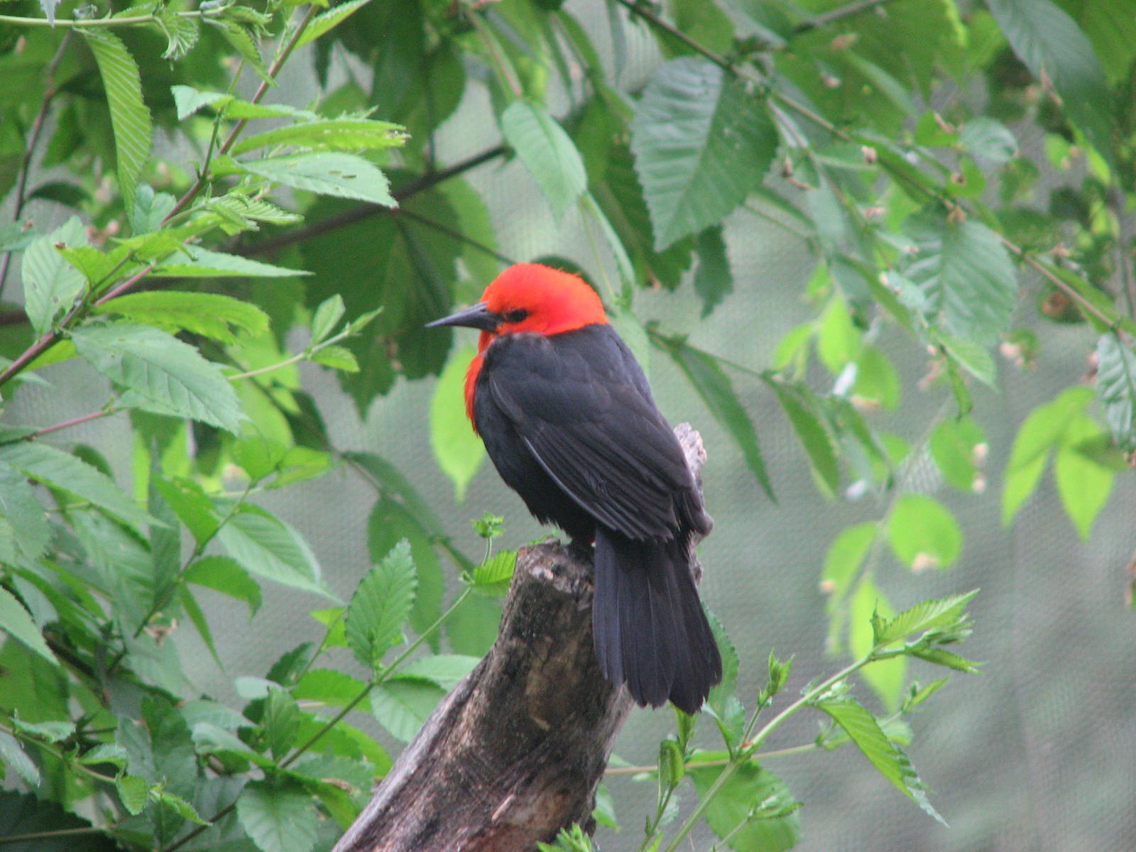 Patagonian Realm - Scarlet-headed Blackbird