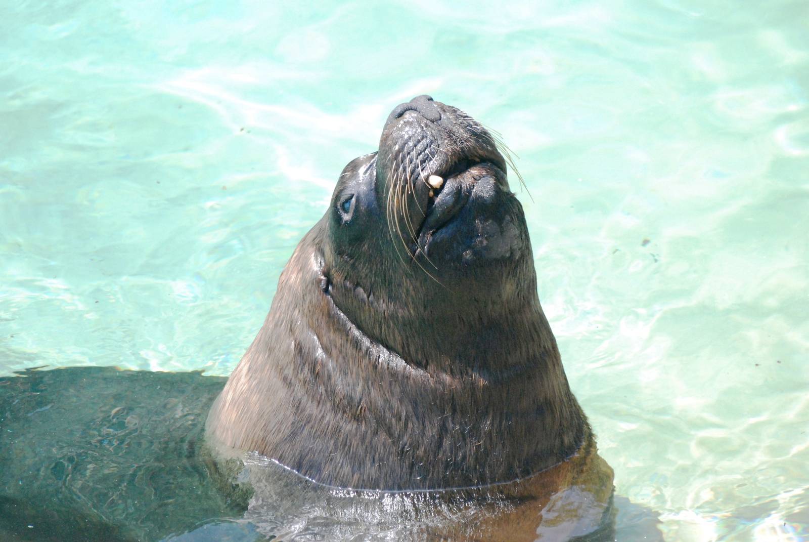 Patagonian Sea Lion at Dudley, 14/07/13