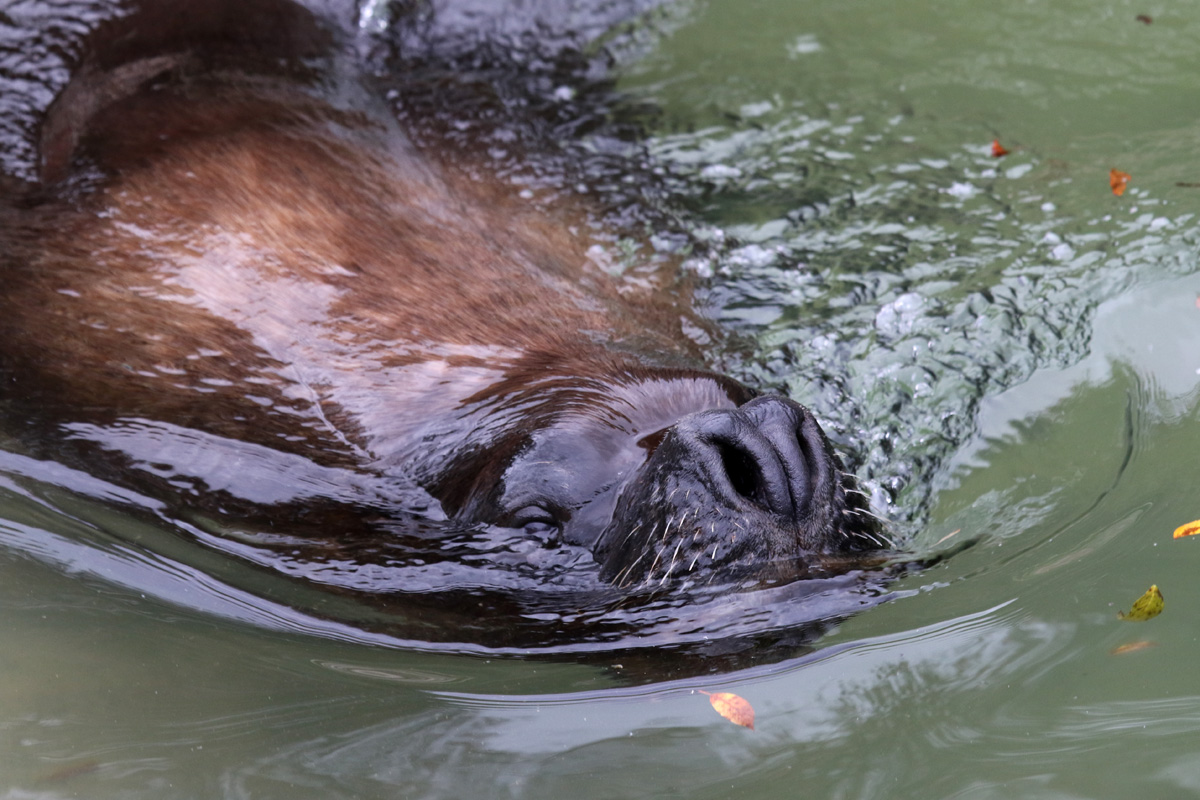 Patagonian Sea Lion at Dudley 28th Oct 2020