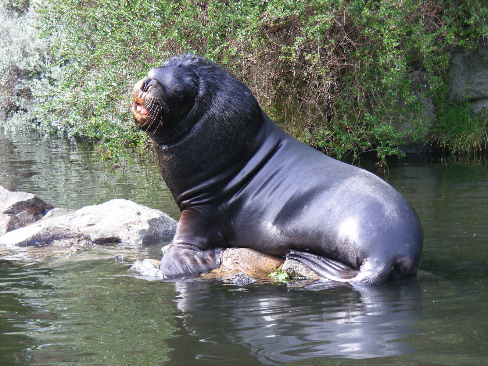 Patagonian sea lion at Edinburgh Zoo, 21 May 2010