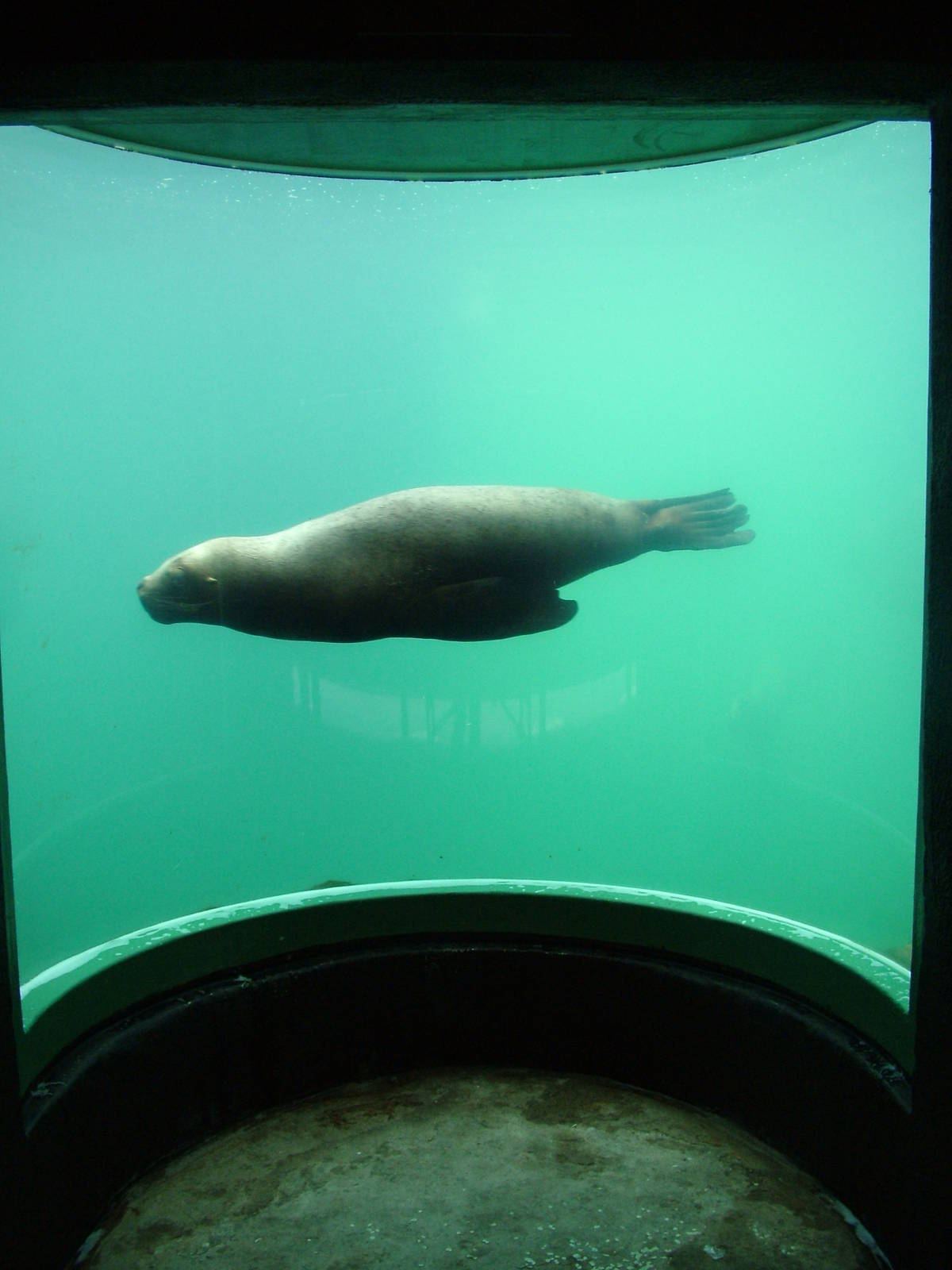 Patagonian Sea Lion at the National Seal Sanctuary 11/04/09