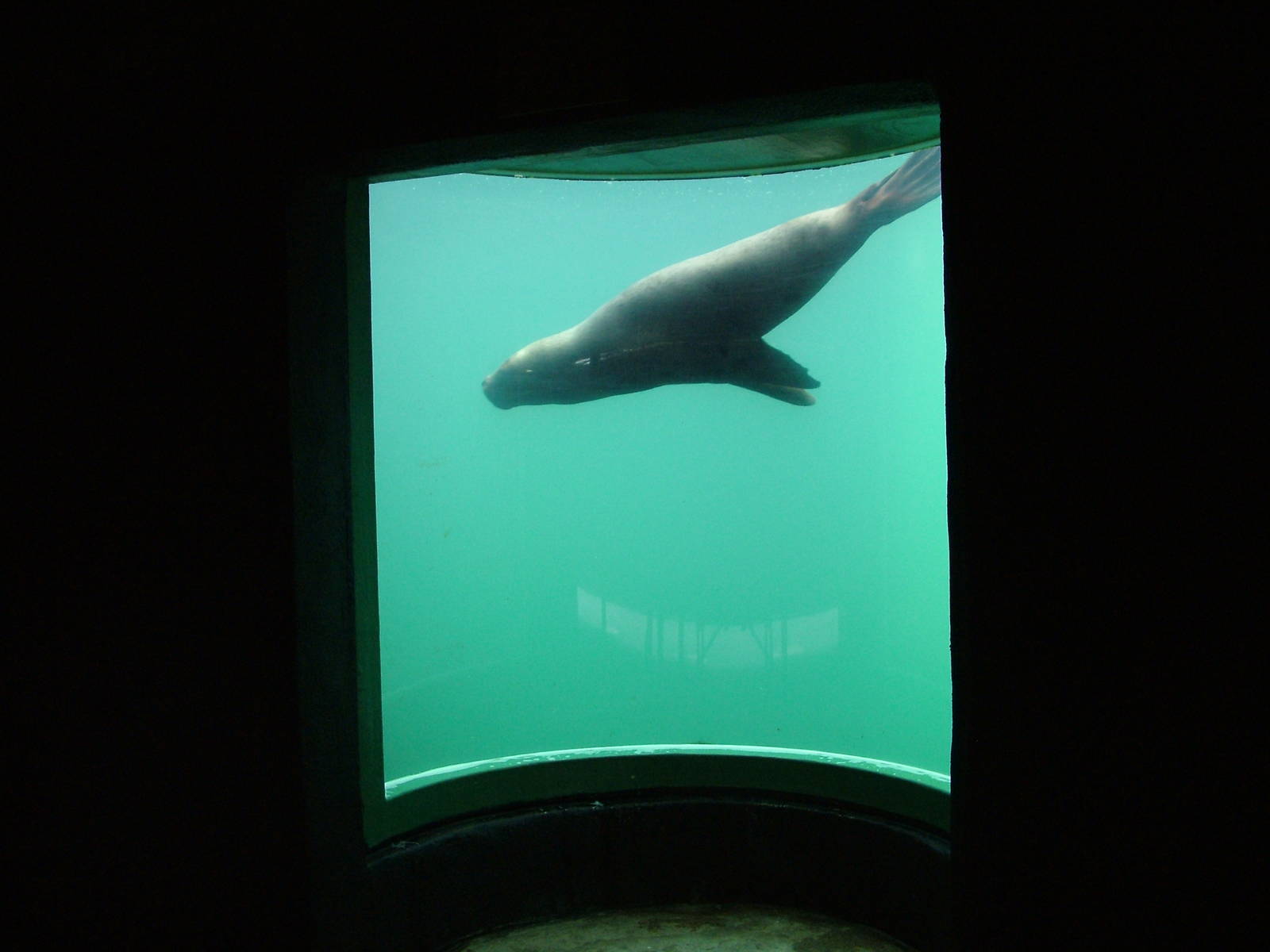 Patagonian Sea Lion at the National Seal Sanctuary 11/04/09