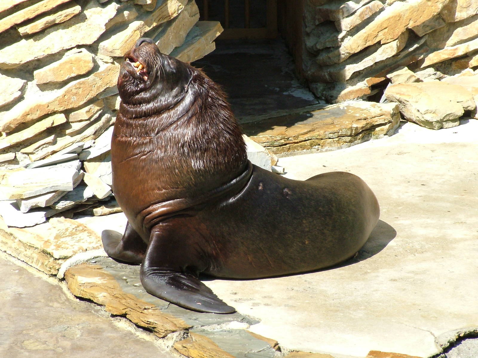 Patagonian Sea Lion at Zlin, 28/05/10