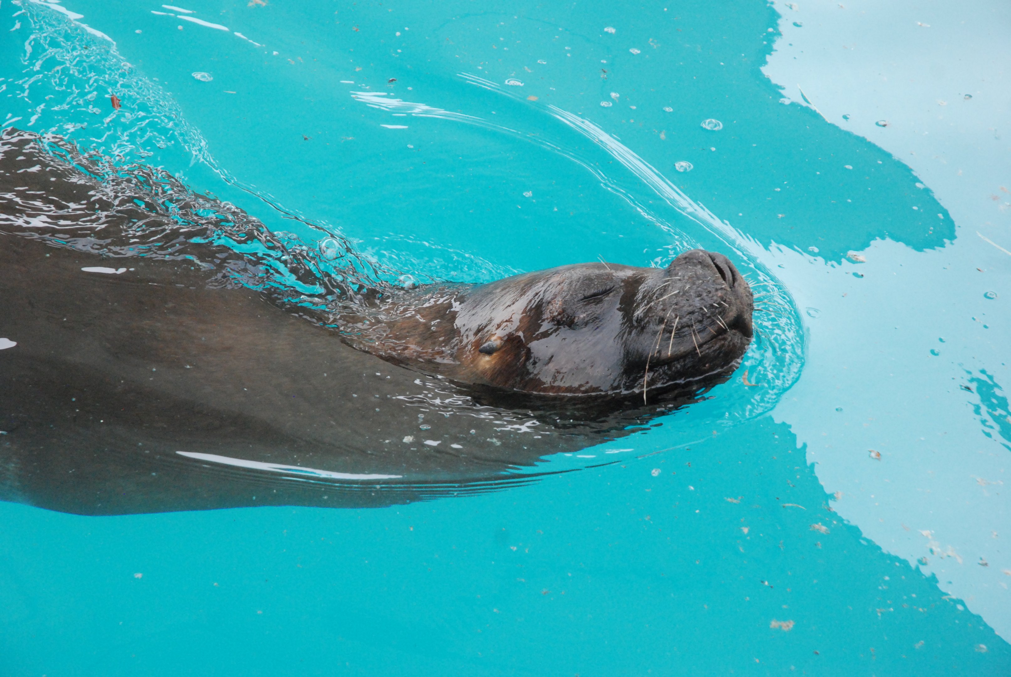 Patagonian Sea Lion at Zoo Aquarium de Madrid, 20th May 2022