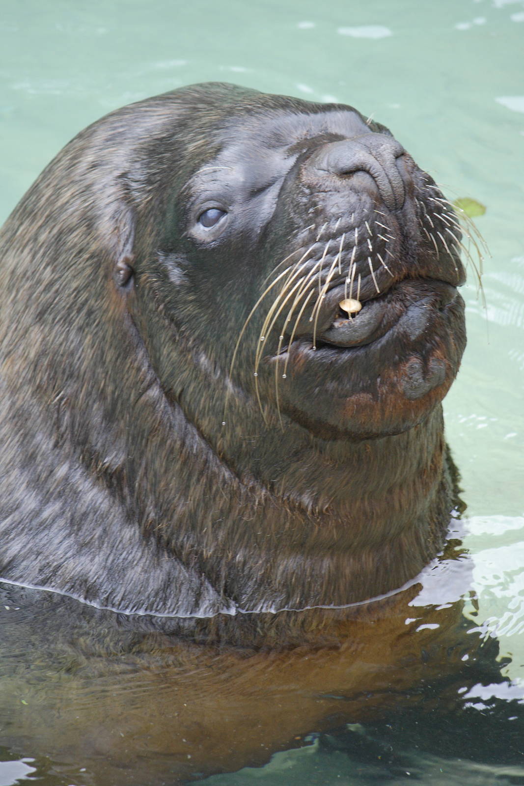 Patagonian sea lion bull
