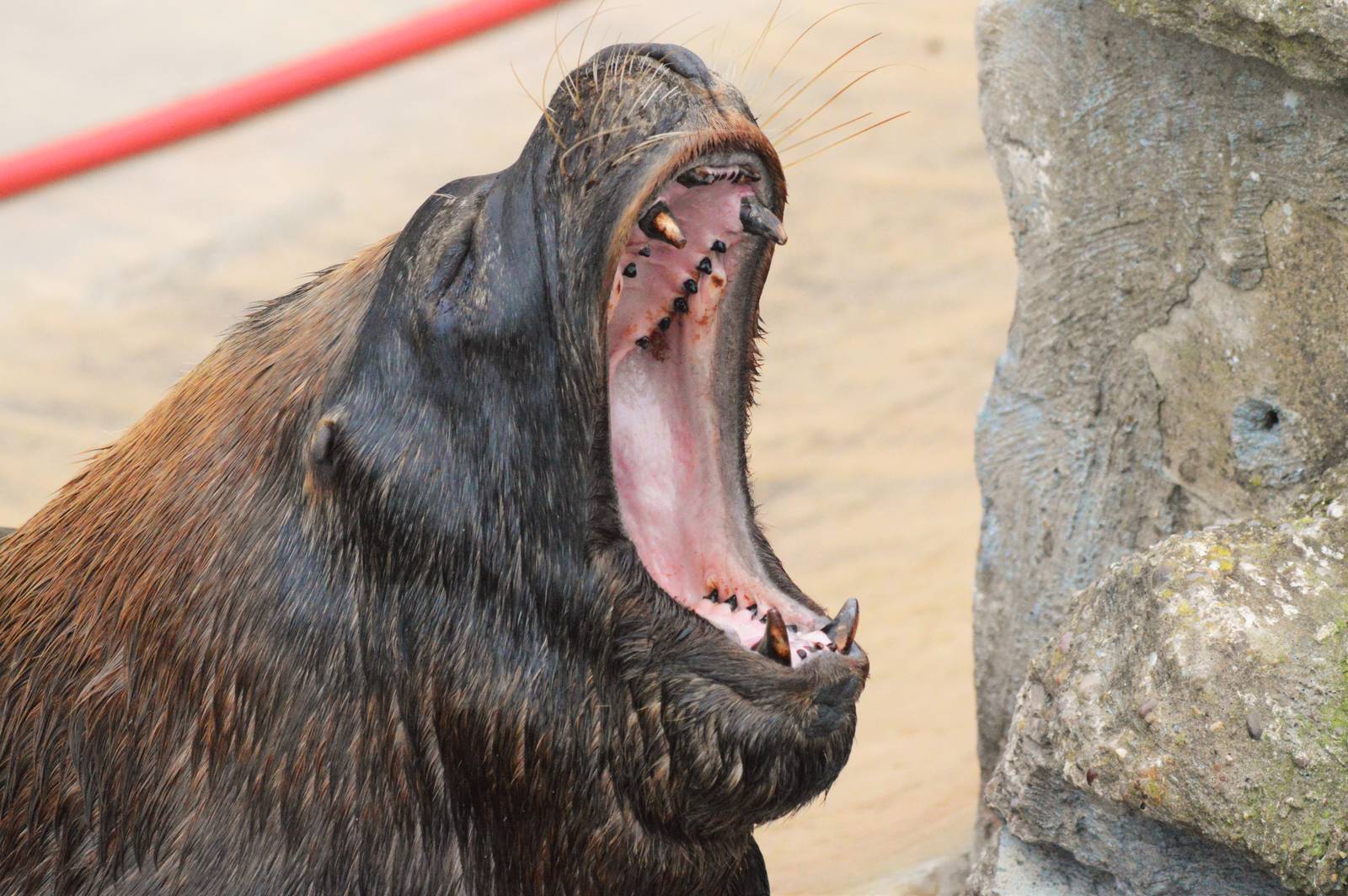 Patagonian sea lion bull
