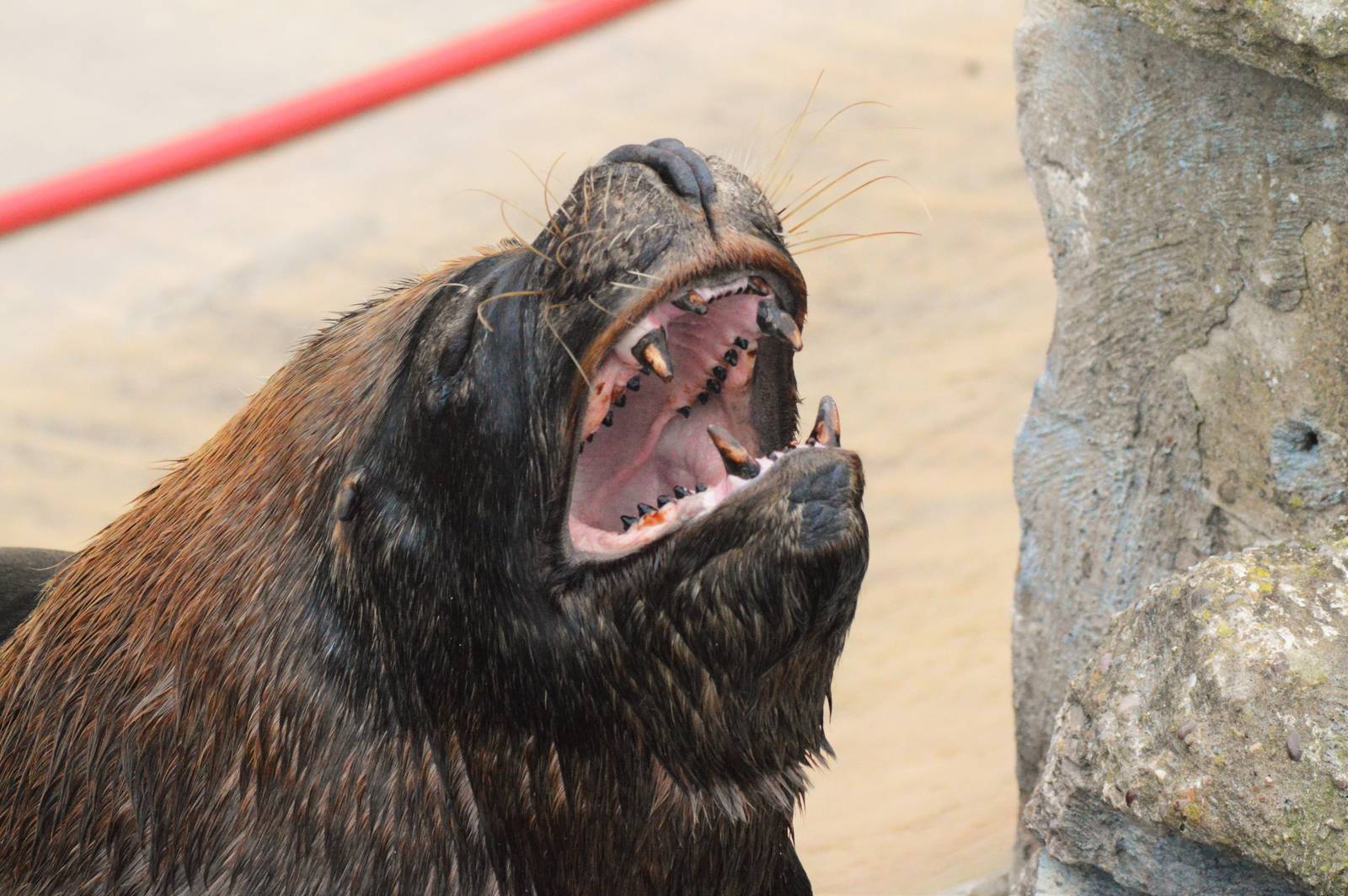 Patagonian sea lion bull