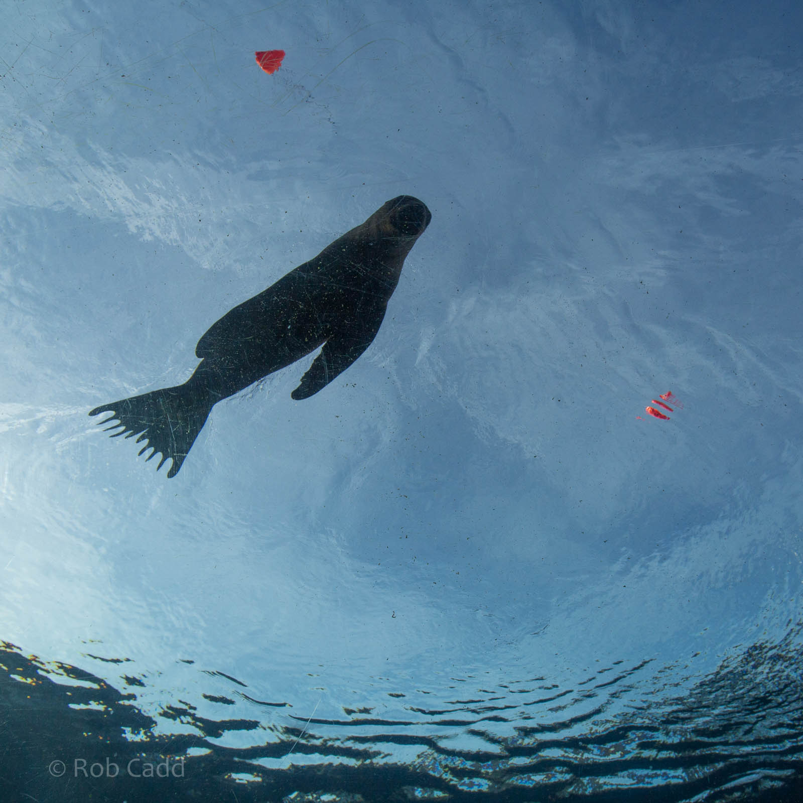 Patagonian sea lion : Colchester : 18 Oct 2014