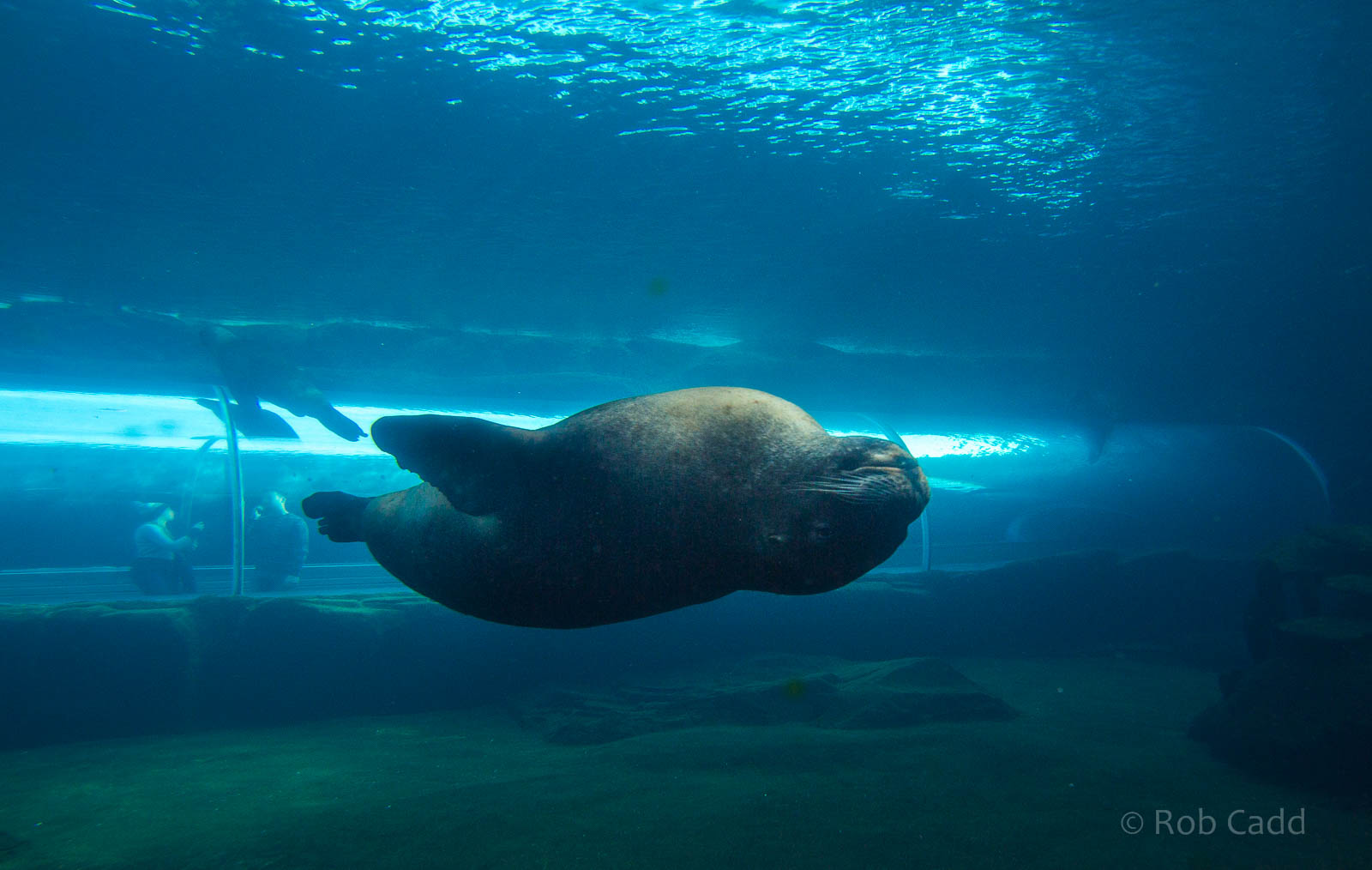 Patagonian sea lion : Colchester : 18 Oct 2014