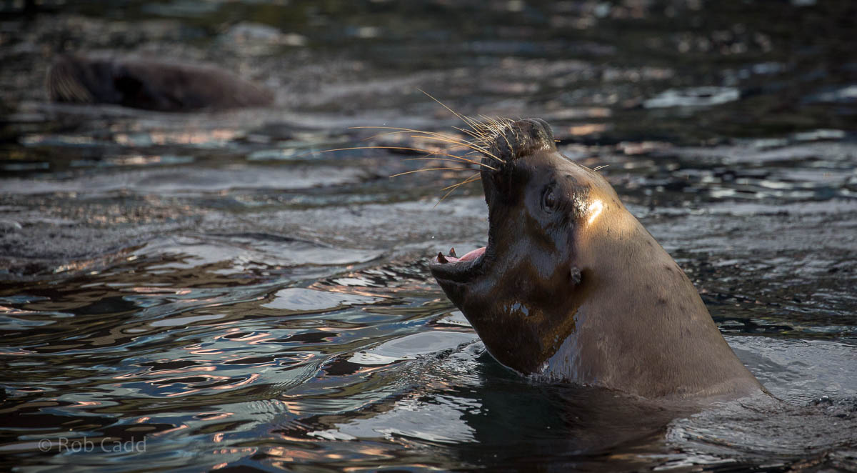 Patagonian sea lion : Colchester : 19 Sep 2015