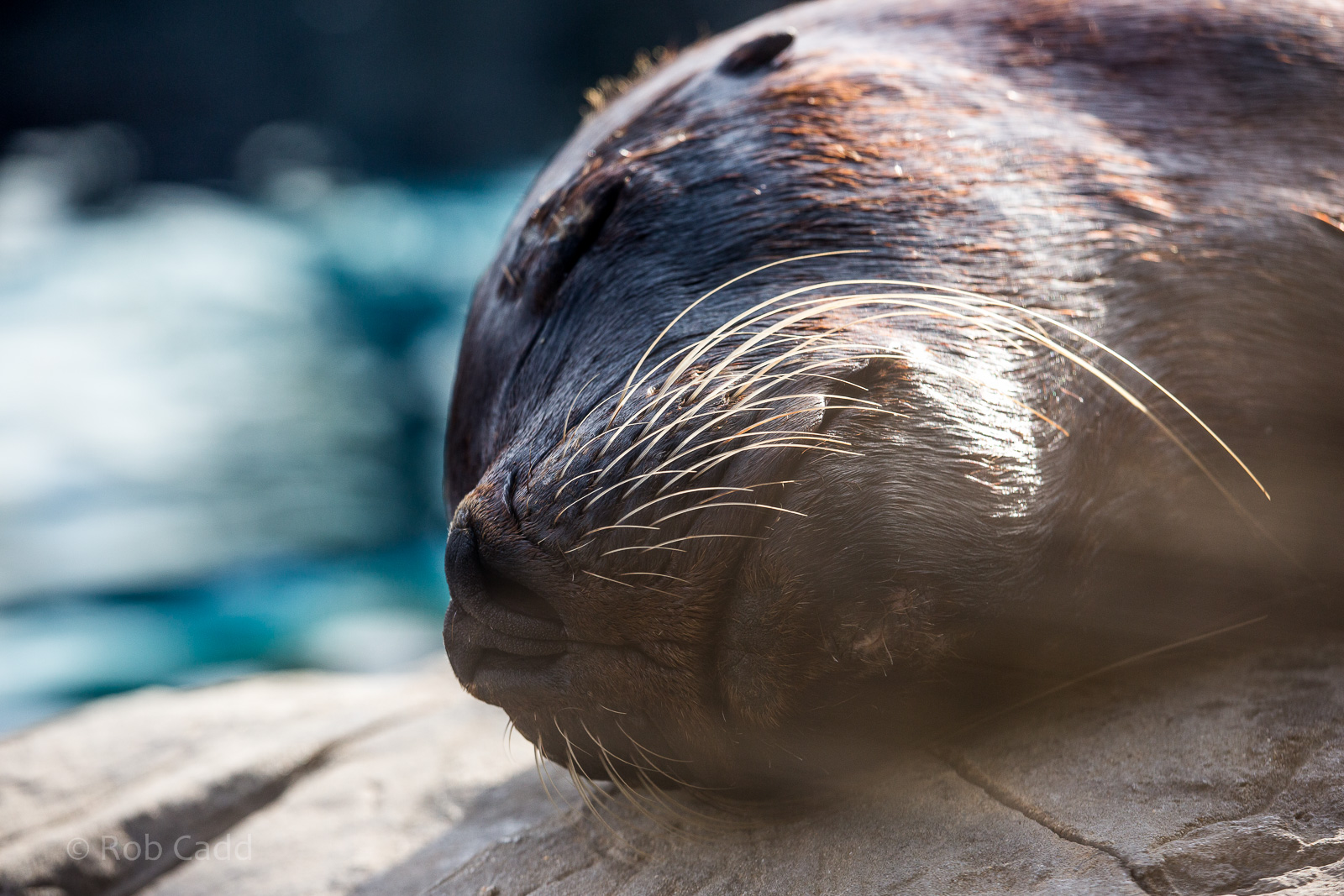 Patagonian sea lion : Colchester : 22 Aug 2014