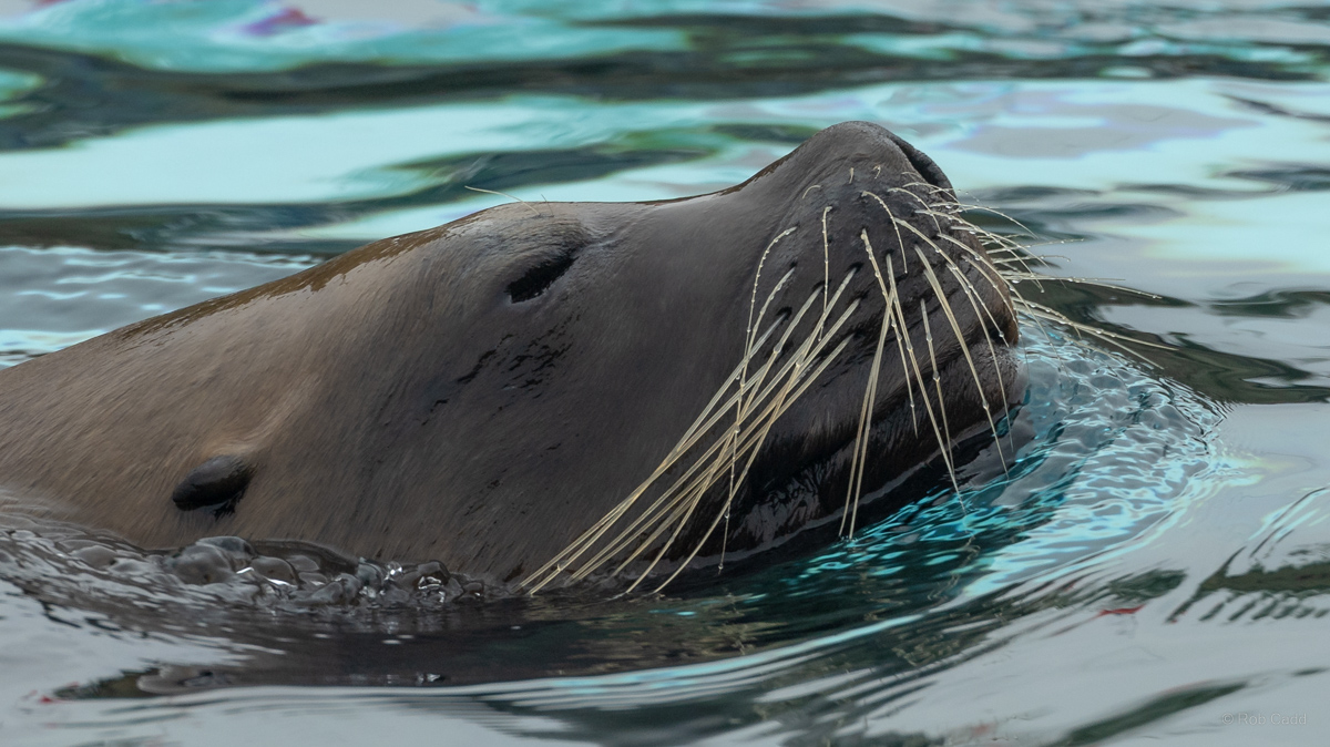 Patagonian sea lion : Colchester Zoo : 17 Jul 2025