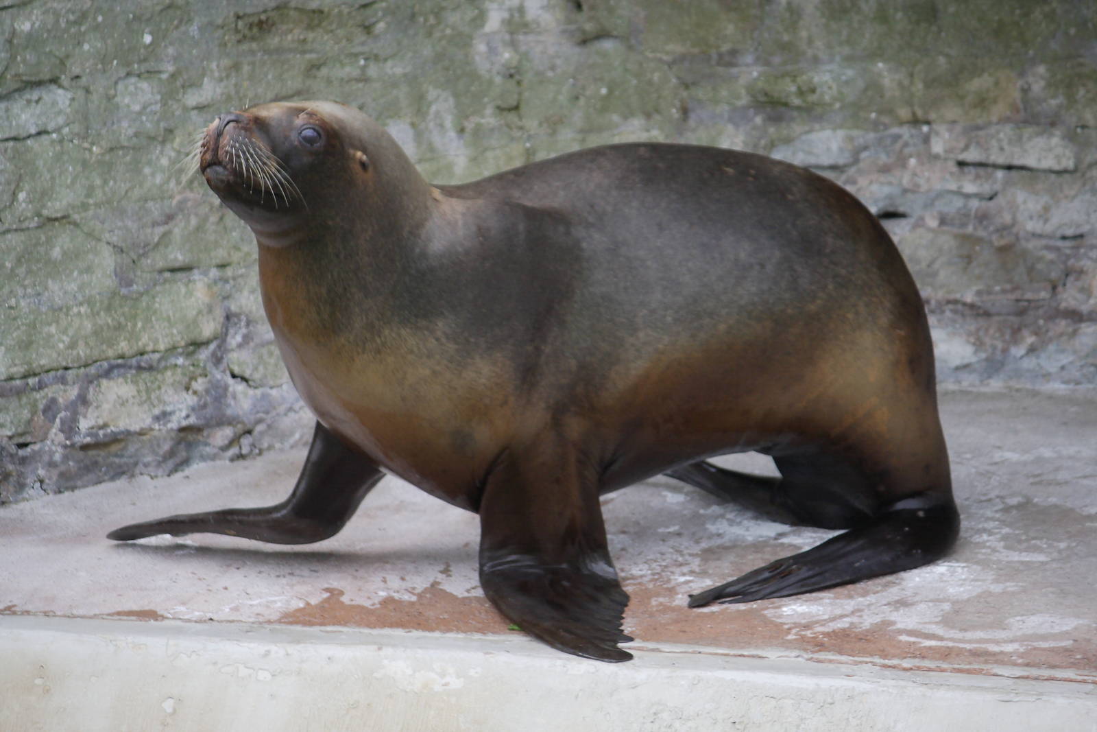 Patagonian sea lion cow
