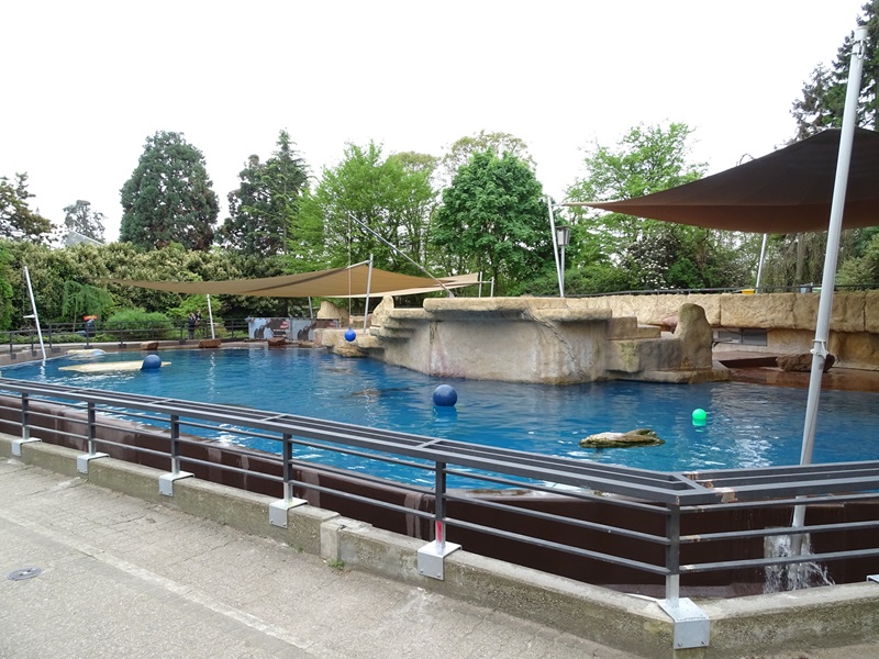 Patagonian sea lion enclosure