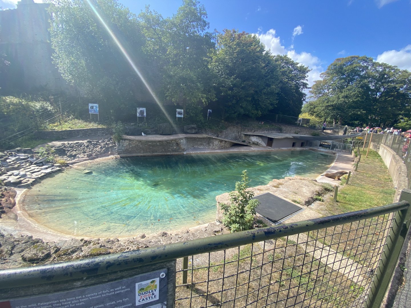 Patagonian sea lion enclosure