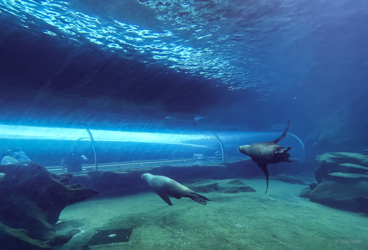 Patagonian sea lion (exhibit) : Colchester Zoo : 17 Jul 2025