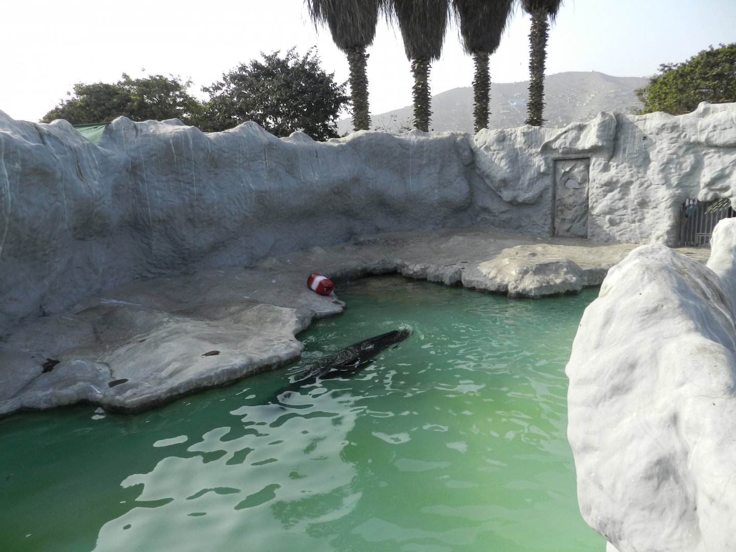 Patagonian sea lion exhibit - Parque Zoológico Huachipa