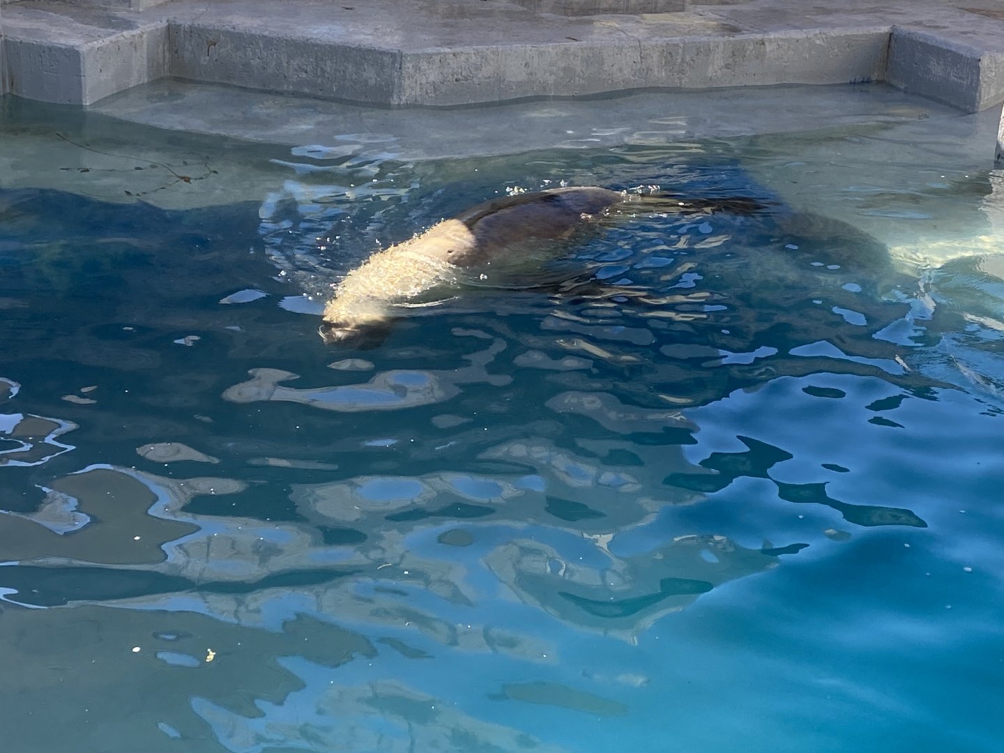 Patagonian sea lion image 2